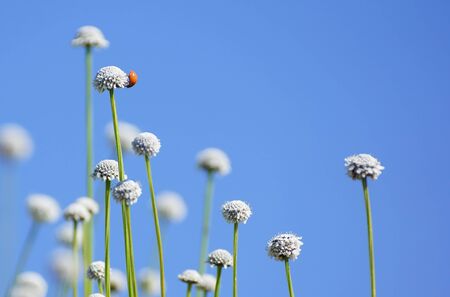 Closeup of wild flowers called Manee Dhevaa Eriocaulon sp. with blue sky backgroundの写真素材