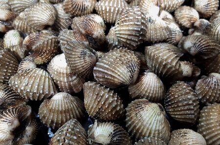 Seafood - A pile of raw cocklesの写真素材