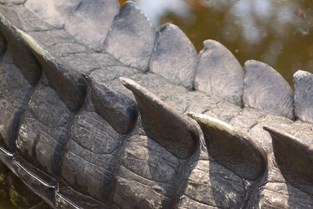 Closeup shot of a crocodile tailの写真素材