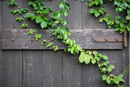 Wood plank wall texture with green creeper plant and a lockの写真素材