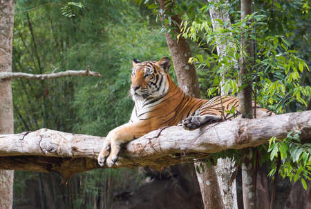 Bengal Tiger relaxing on a treeの写真素材