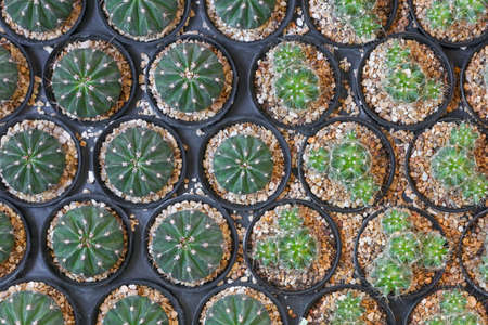 Top view of cactus potsの写真素材