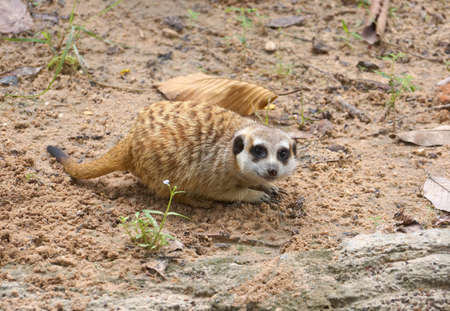 Meerkat, Suricate sitting on sandの写真素材