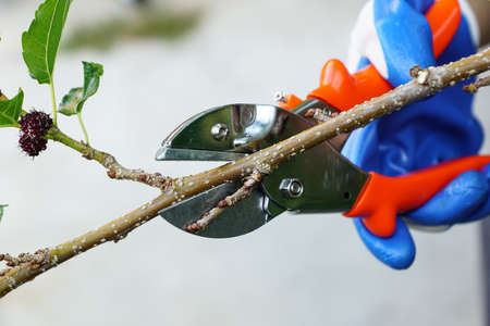 Hand using pruning shears cutting tree branchの写真素材
