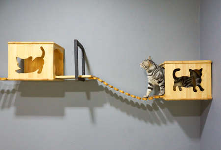 American Shorthair cat playing, climbing a wooden bridgeの写真素材