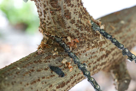 Using a pocket chain saw to cut tree branchの写真素材