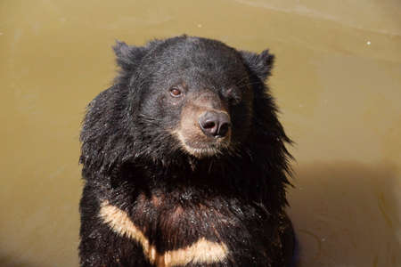Asian black bear in the water / Ursus thibetanusの写真素材