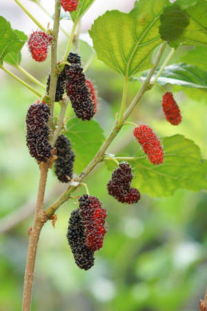 Mulberry fruits on a branchの写真素材