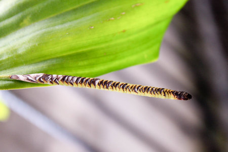 Young flower of Thailand orcid 