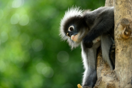 Duskey leaf monkey looking for food.の写真素材