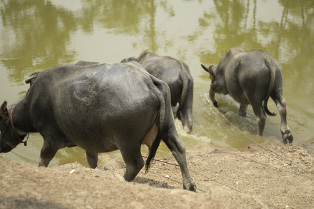 buffalo  Forest buffalo  buff Beautyの写真素材