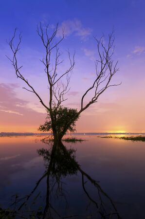 Dry treeの写真素材