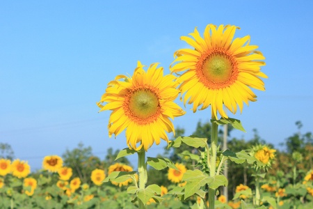 Twin Sunflower の写真素材