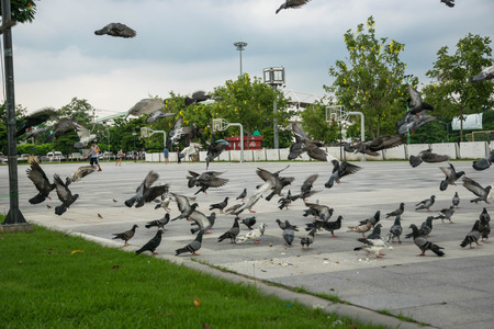 birds flying on a parkの写真素材
