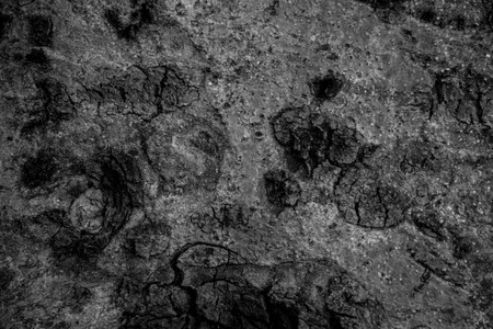 Wooden pattern for background and texture in black and whiteの写真素材