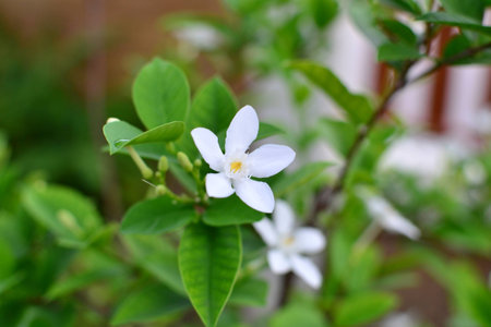 Madagascar Jasmine