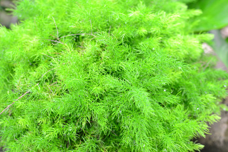 Division Psilophytaの写真素材