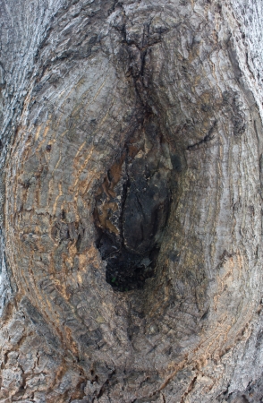 peculiar treeの写真素材