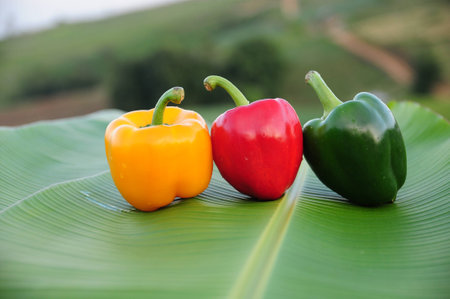 three different colored peppers on a leaf banana