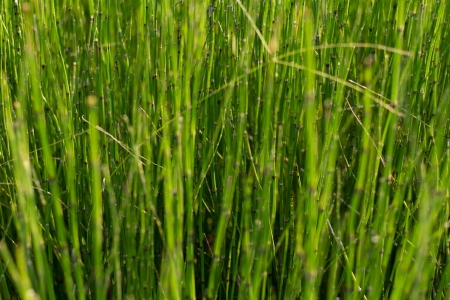 Jointed grass in the parkの写真素材