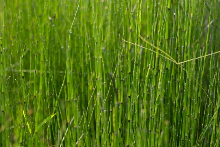 Jointed grass in the parkの写真素材