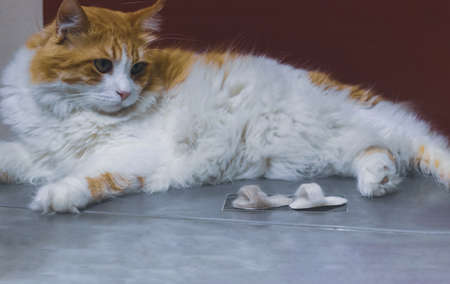 chonky fluffy cat looking at slippers made of his own hairの写真素材