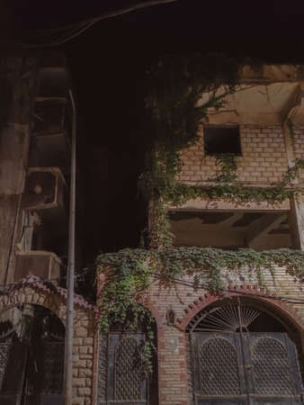 palm tree in a field with buildings in the backの写真素材