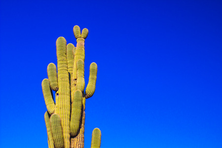 Tall Saguaro Cactus With Arms Against Blue Sky Backgroundの写真素材