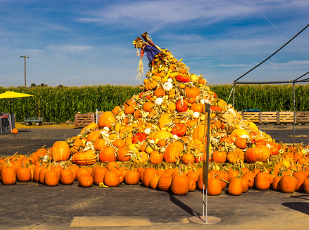 Great Pile Of Pumpkins & Melons At Halloweenの写真素材