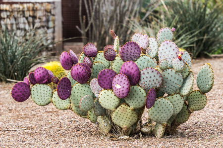 Purple & Green Prickly Pear Cactusの写真素材