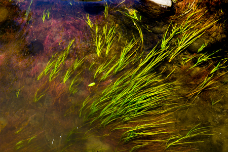 Bent Grass In Mirky Waterの写真素材