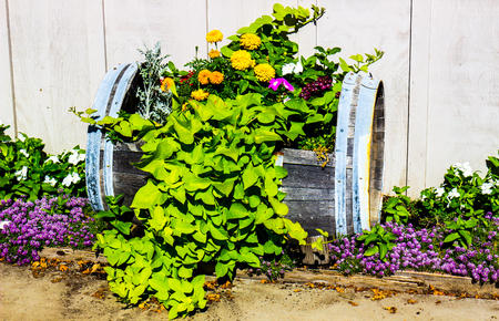 Outdoor Flowers In Cut Out Barrelの写真素材