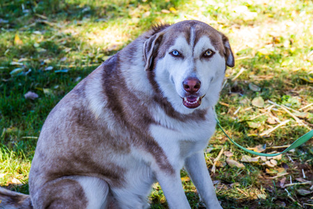 Multi Colored Dog With Two Different Eye Colors