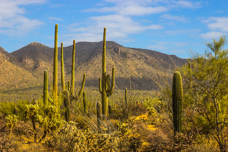 Landscape Of Saguaro Cactus In Arizona Desertの写真素材