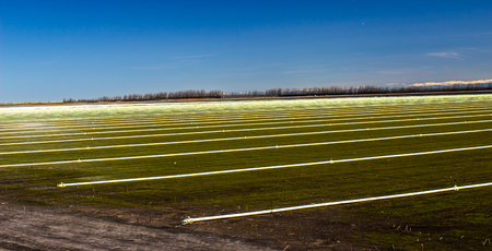 Rows Of Sprinklers & Pipes For Irrigating Farm Fieldの写真素材