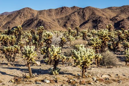 Garden Of Cholla Jumping Cactus In Early Morning
