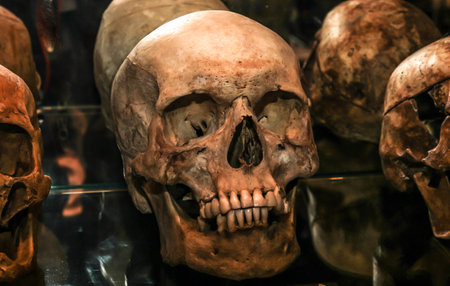 Close Up Of Human Skull And Teeth At Local Horror Shopの写真素材