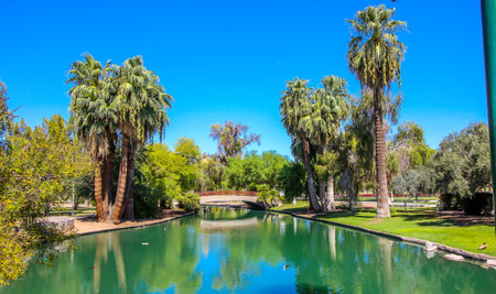 Mature Palm Trees Over Quiet Lagoon At Local Parkの写真素材