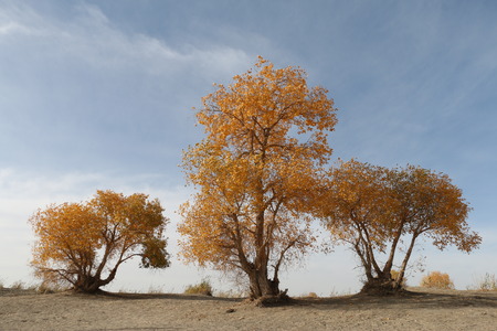 autumn sceneryの写真素材