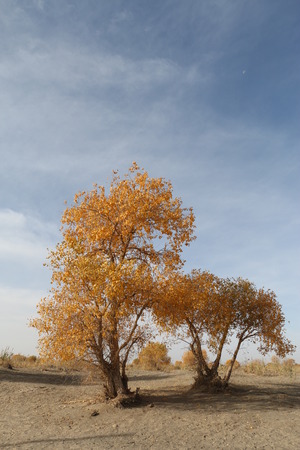 autumn sceneryの写真素材