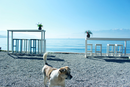 Dog and sea