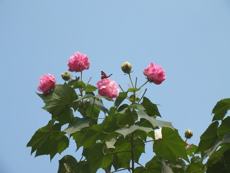 Life under the blue skyの写真素材