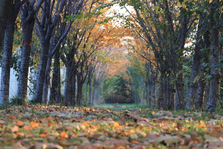 Autumn path