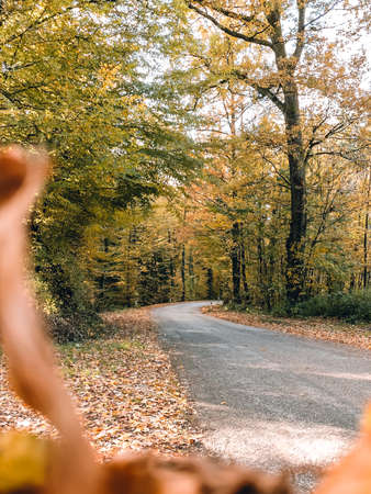 on an empty road and autumn treesの写真素材