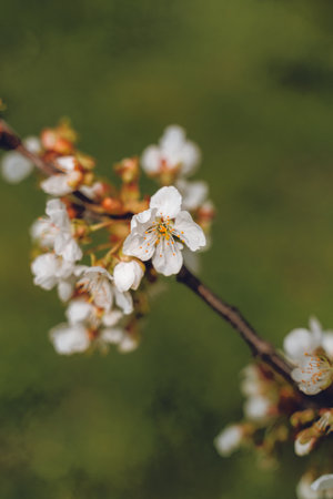 Cherry blossomsの写真素材