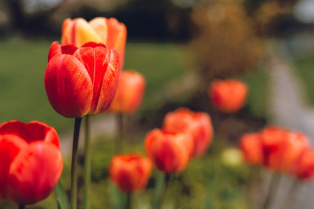 Multicolored tulips in the gardenの写真素材