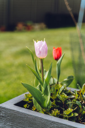 A red and a violet tulipの写真素材