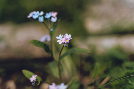 Blurry background and the little petalsの写真素材