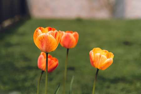 Multi colored tulips with a blurry backgroundの写真素材