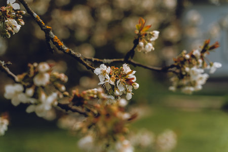 The background is blurryの写真素材